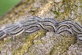 chenilles processionnaires