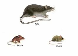 rat et souris